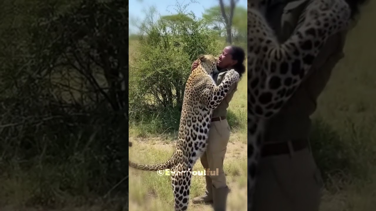 She Came Back to the Leopard She Raised 💝