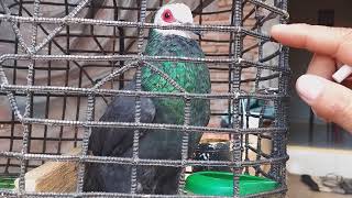 Download lagu Burung pute pili perkutut hutan gacor jinak mp3