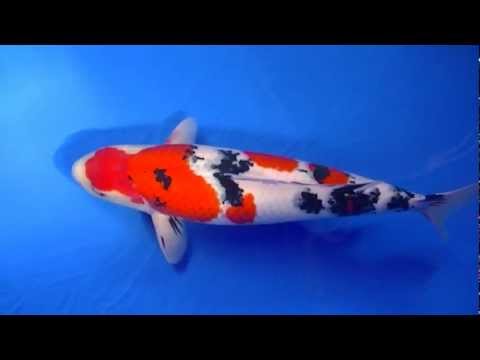 Grand champion Nagaoka koishow