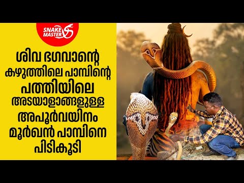 അപൂർവയിനം മൂർഖൻ പാമ്പിനെ പിടികൂടി | Rare Cobra Rescue | Vava Suresh | Snakemaster 1154
