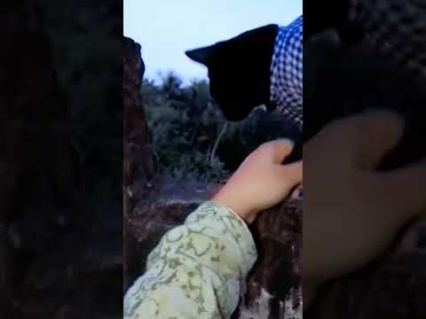 #anvi #cat #follow #viral #catlover #anvidoll #viralchannel