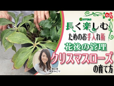 ヘレボルスの剪定方法