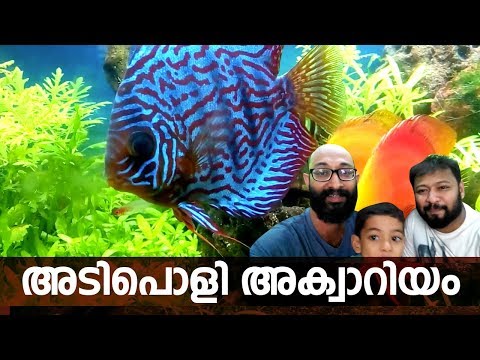 Planted Aquarium with Discus, Neon tetra. Kerala Local Vlog #46