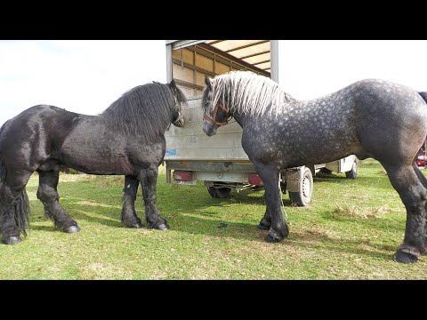 Armăsarii lui Marius de la Voitinel - Suceava 2022