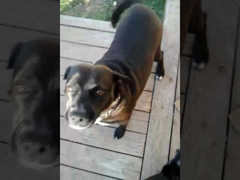Kaily, an adoptable Labrador Retriever Mix in San Antonio, TX_image-1
