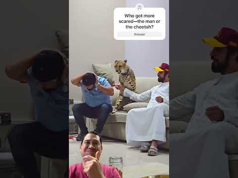 When Your ‘Pet’ Cheetah Gets Spooked! 😱 Is This Really a House Pet? #wildlife #animals #shortsvideo