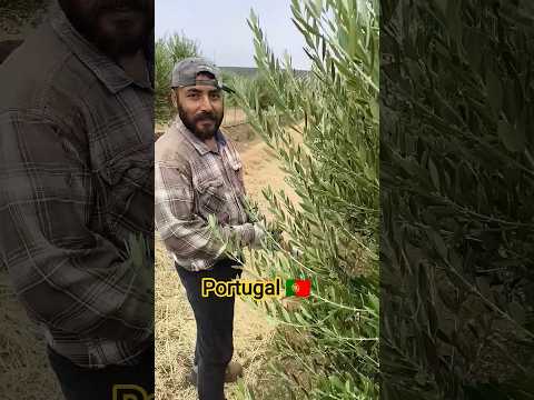 Portugal 🇵🇹 Work permit @sarwaraportugal