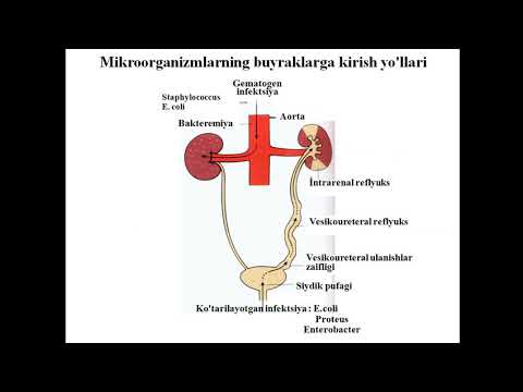 zmc baktériumok