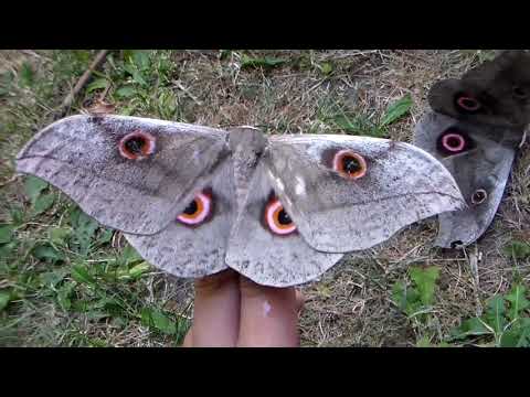 Breeding Lobobunaea (phaedusa) christyi: the video