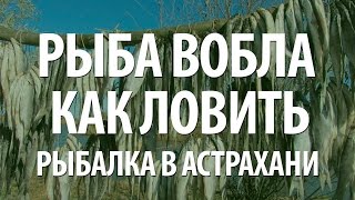 Фидер для ловли воблы в астрахани весной