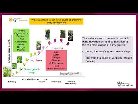 Vranec Day-North Macedonia- Tikves winery