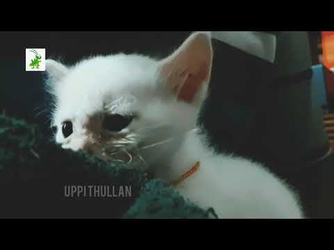 Mila short film malayalam|മില ഷോർട്ട് ഫിലിം മലയാളം|നിങ്ങളുടെ മനസ്സിൽ നന്മ നഷ്ടപ്പെട്ടില്ല എങ്കിൽ കാണ