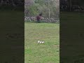 Raws Of Pops