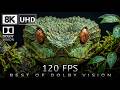 8K Video Ultra HD 120 Best Of Dolby Vision 8K 120fps