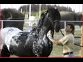 Ringling Brothers Animal Care