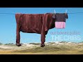 The Cribs - Our Bovine Public