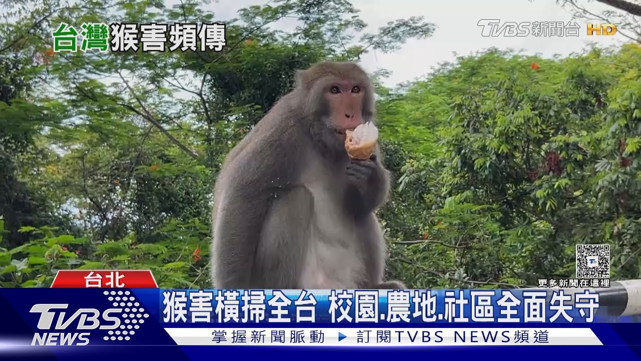 獼猴數量5年後恐失控!專家憂「闖入市區」 已非保育類可獵捕