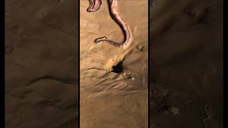 Octopus #shots #worldwar2battlecombat #memes #nature