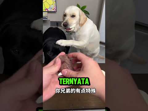 Niatnya Baik, Tapi Anjing Putih Ini Malah Kecewa Berat! #shortvideo #viral