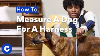 How to Measure a Dog for a Harness | Chewtorials