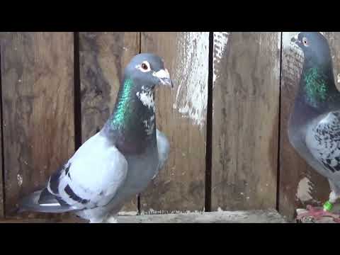 Columbofil dl Glodeanu Octavian Dambovita Romania porumbei reproductie 11 august 2024 part 2