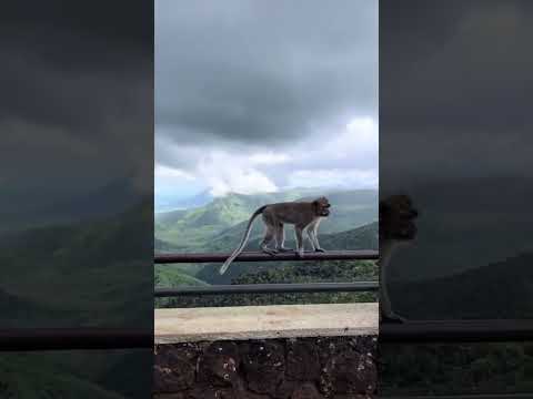 Ein Ort, wo jeder Tag Sonntag ist - Mauritius.⁠ Video: @radiomoris (Instagram)