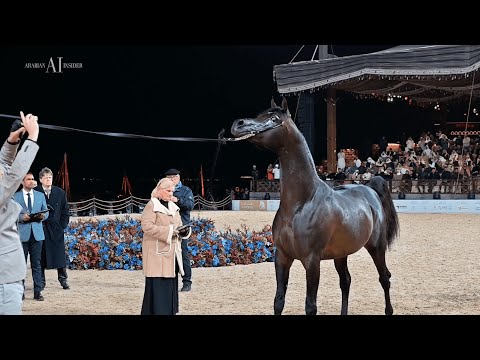 SULTAN AL ZOBARA - Senior Stallion Contender, KIAHF 2023 Title Show