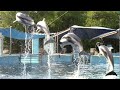 Pacific White Sided Dolphin Exercise Inside Look At SeaWorld San Antonio August 25 2019