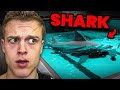There S A Shark In My Pool