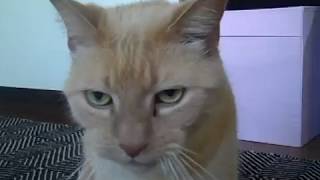 The Fatima Mansions - Brunceling&#39;s Song