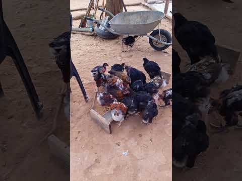 pintinhos GSB balão, Ararendá-CE 88981875138.