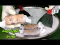 Asmr Ice Cream Rolls Plum Cake Ice Cream Rolls Plum Cake Fried Ice Cream Rolls Satisfying Asmr