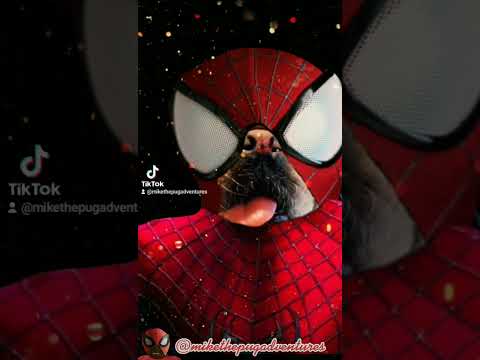 Spider-pug:No Way Home!!!🐶🐶🐶🕷️🕷️🕷️🕸️🕸️🕸️