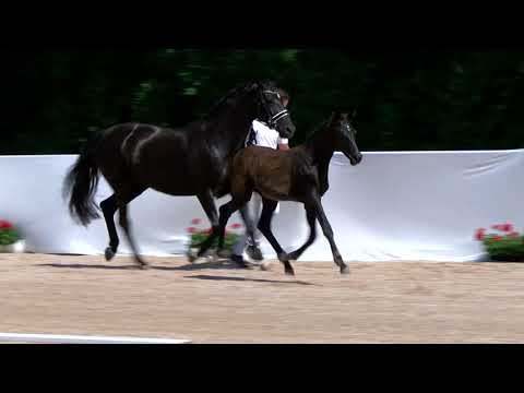 HF v. Fürst Wilhelm-Weltmeyer