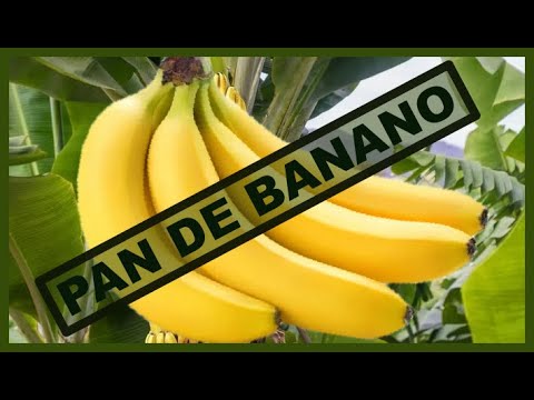 Como hacer Pan de Banano en Honduras / BANANA BREAD