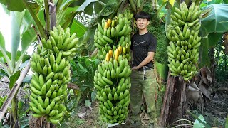 Harvest Big Bunch Of Bananas Go To Countryside Market Sell. 2 year living off grid in forest