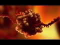 How do Viruses Reproduce?