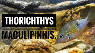 preview picture of video 'Thorichthys maculipinnis'