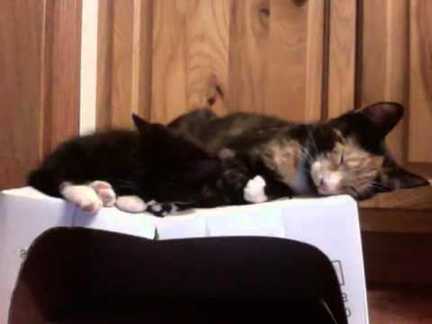 My kitty kaile and her baby brother