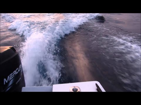 Killer Whales Chase Boat Off The Coast Of San Diego