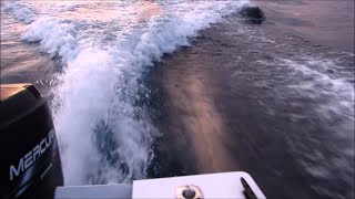 Killer whales (orcas) chase our boat near San Diego Bay || ViralHog