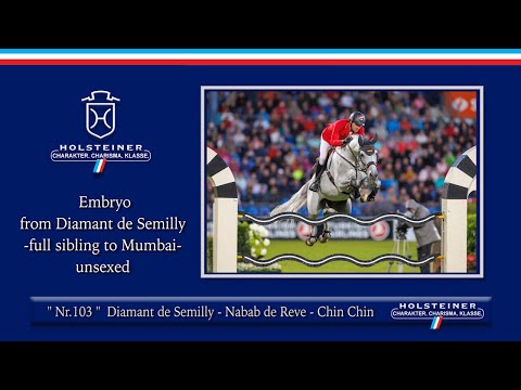 Embryo-Auktion @ CSI Hof Waterkant | Nr. 103 Embryo v. Diamant de Semilly