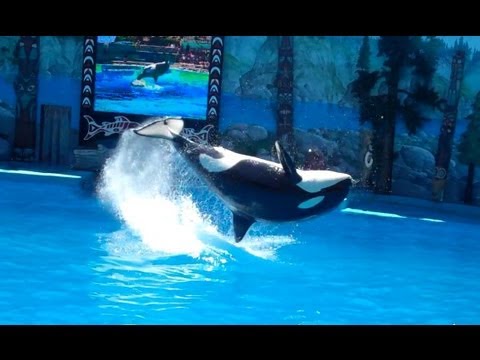 Shouka's Back Breaches