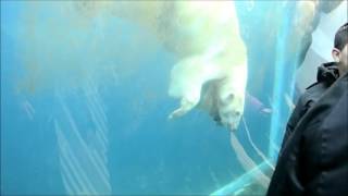 Den Arktiske Ring Kbh. Zoo