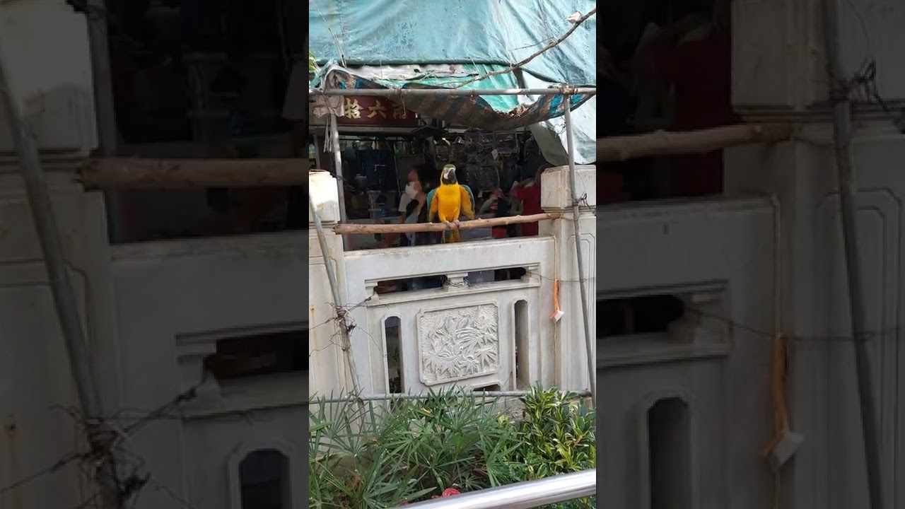 YouTube Short thumbnail