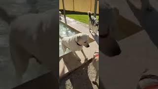 Video preview image #1 Feist Terrier-Unknown Mix Puppy For Sale in Virginia Beach, VA, USA