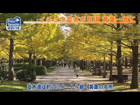 イチョウ並木が見頃、黄葉一面に　天童市・県総合運動公園