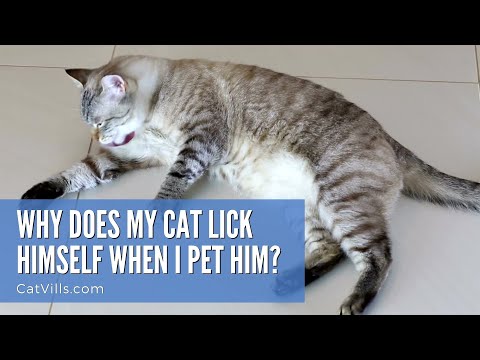 WHY DOES MY CAT LICK HIMSELF WHEN I PET HIM?