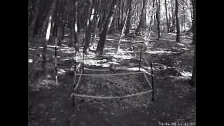 preview picture of video 'Electric Fence Deters Black Bears'