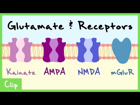 Glutamate Transmitter System Explained (NMDA, AMPA, Kainate, mGluR) | Clip